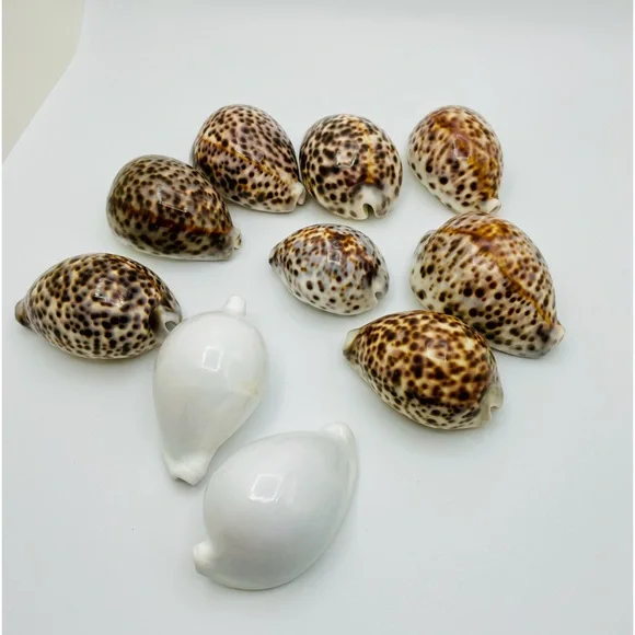 10 Cowrie Tiger & White Sea Shells approximately 2” to 3” or Turtle Shells - Picture 1 of 11